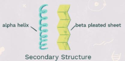 <p>secondary structure</p>