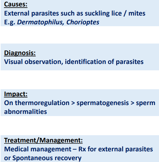 <p>Scrotal Dermatitis</p>