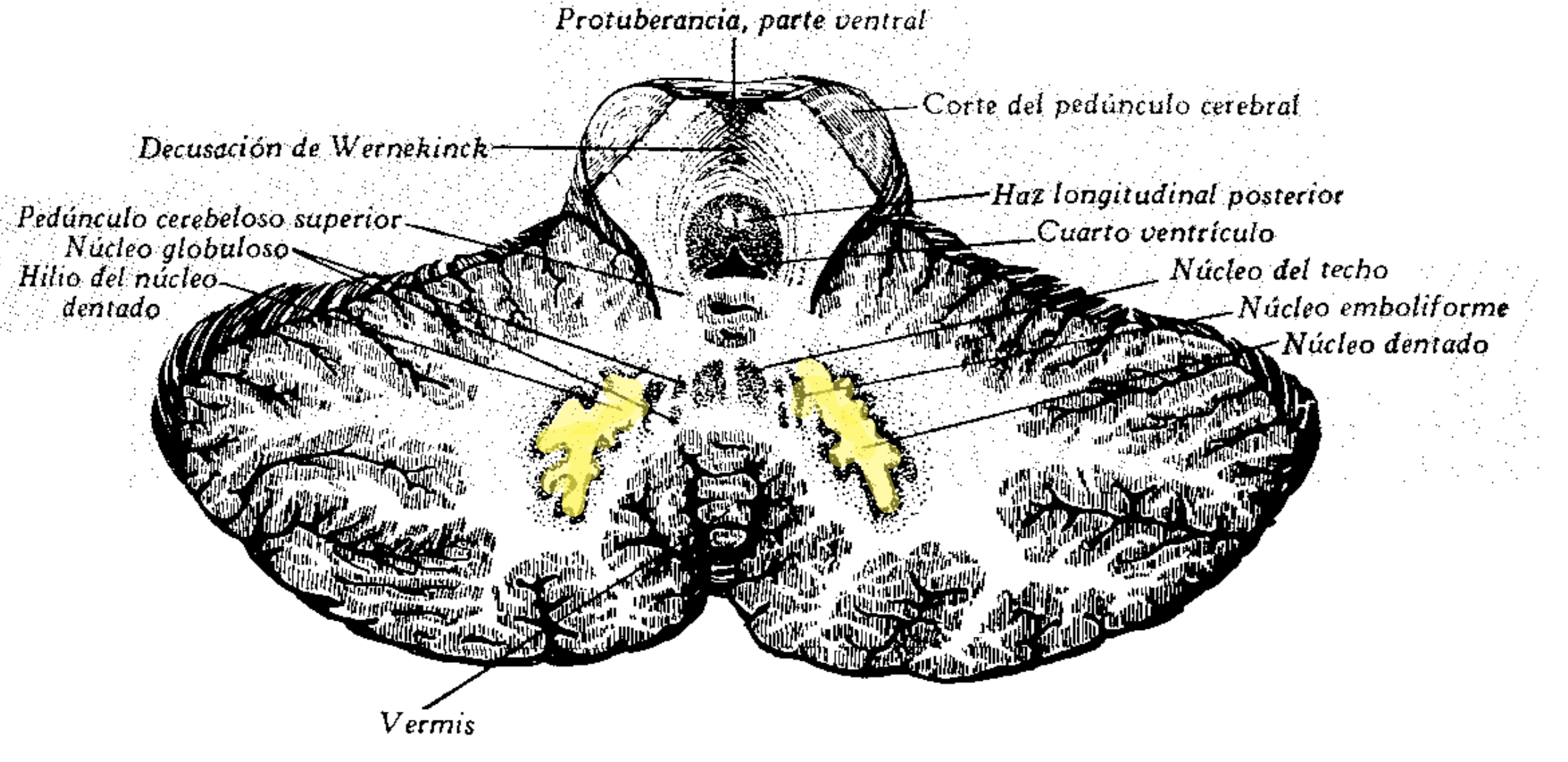 <p>Olivas cerebelosas</p><ul><li><p>Núcleos del Neocerebelo</p></li><li><p>Conexión con Corteza cerebral a través del tálamo</p><ul><li><p>Coordinación fina de movimientos voluntarios</p></li></ul></li></ul><p></p>