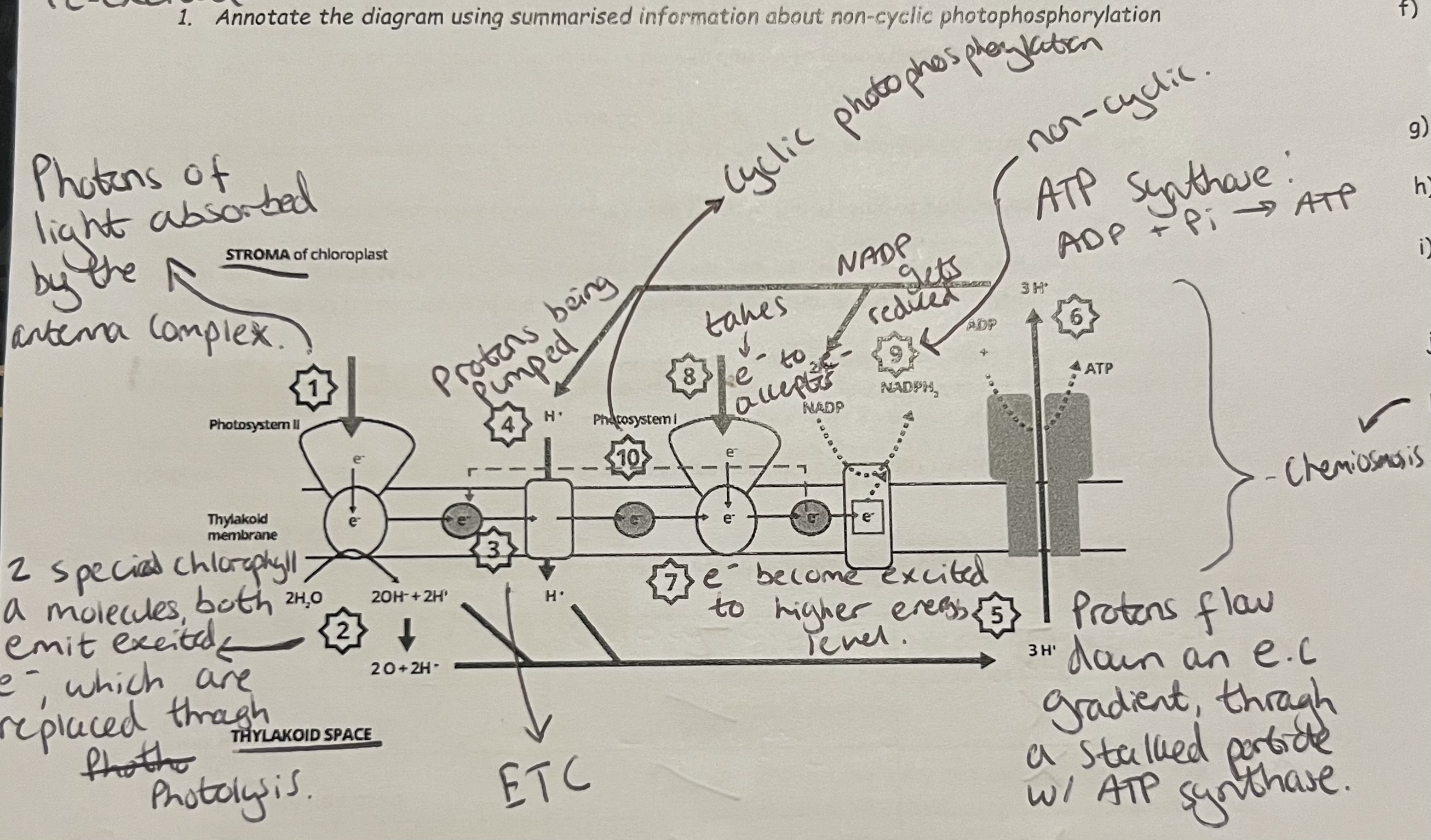 knowt flashcard image