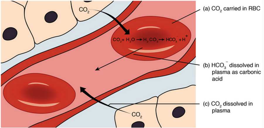 <ul><li><p>10% dissolves in plasma</p></li><li><p>some react with hemoglobin</p></li><li><p>60-65% is converted to HCO3-</p></li></ul>