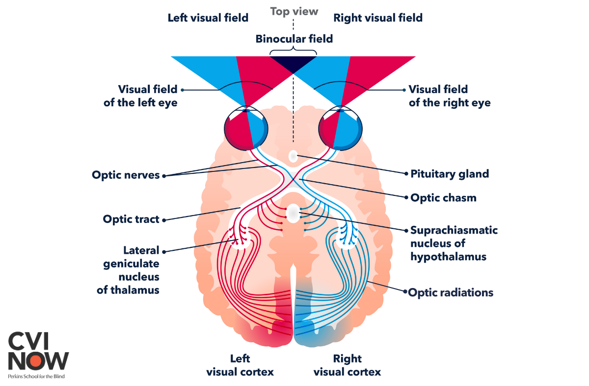 <p>Visual pathway</p>