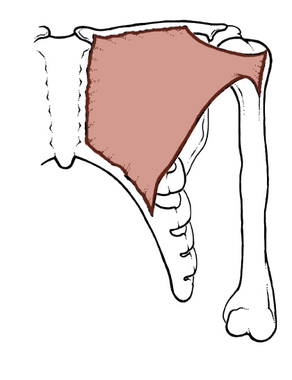 <p>Origin: <span>Medial 1/2 of the Clavicle, Manubrium &amp; Body of Sternum, costal cartilages of ribs 2-6, sometimes from the rectus sheath of the upper abdominal wall</span></p><p>Insertion: <span>Crest of the greater tubercle of the Humerus</span></p><p>Action: <span>Flexes and adducts the arm, medially rotates the arm</span></p>