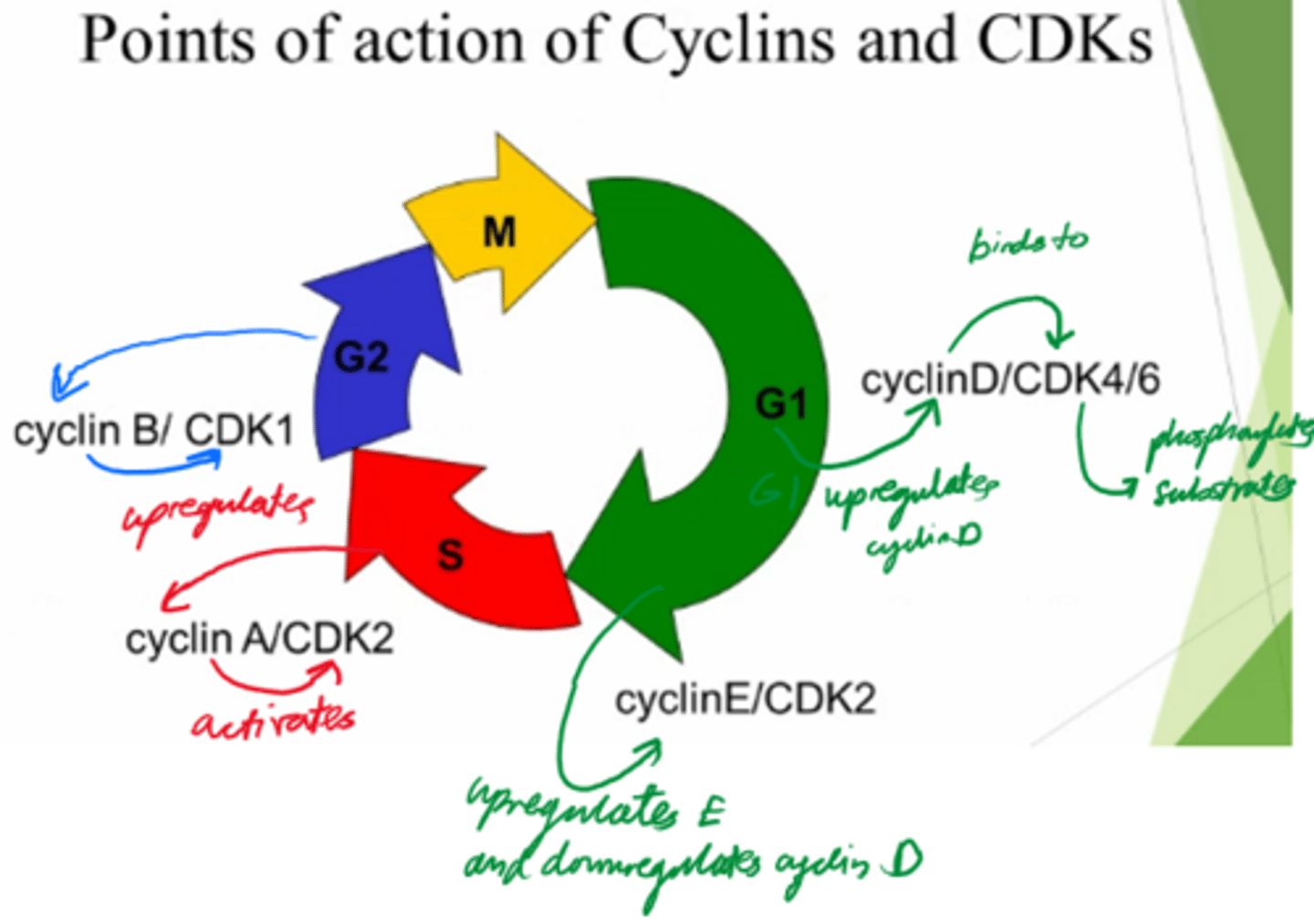 <p>- Phosphorylate substrates and drive the cells from the cell cycle.</p><p>Control cell cycle!</p>