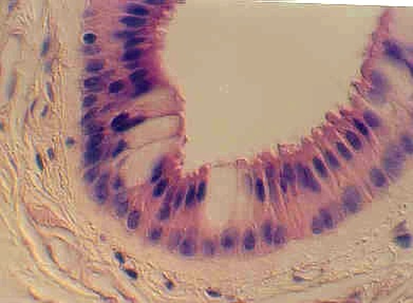 <p>Several layers of cells. The superficial cells are elongated and the basal layers consist of cube-shaped cells</p>