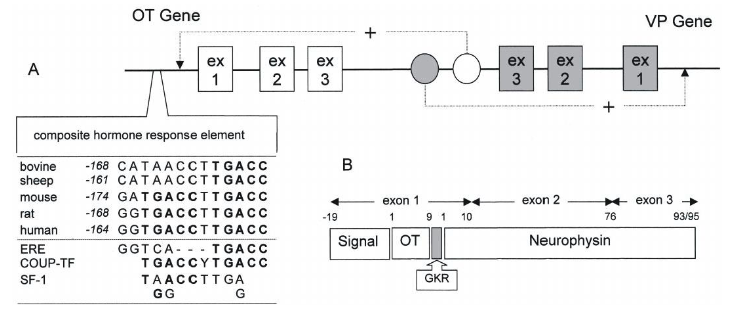 <ul><li><p>Both genes contain three exons. The hormone sequence is contained in exon1. </p></li></ul><ul><li><p>The precursor proteins contain a signal peptide, the hormone sequence proper, a consensus sequence (gly-lys-arg) for proteolytic maturation, and neurophysin. The upstream HRE is responsive to thyroid hormone, estrogen, and retinoic acid.</p></li></ul><p></p>