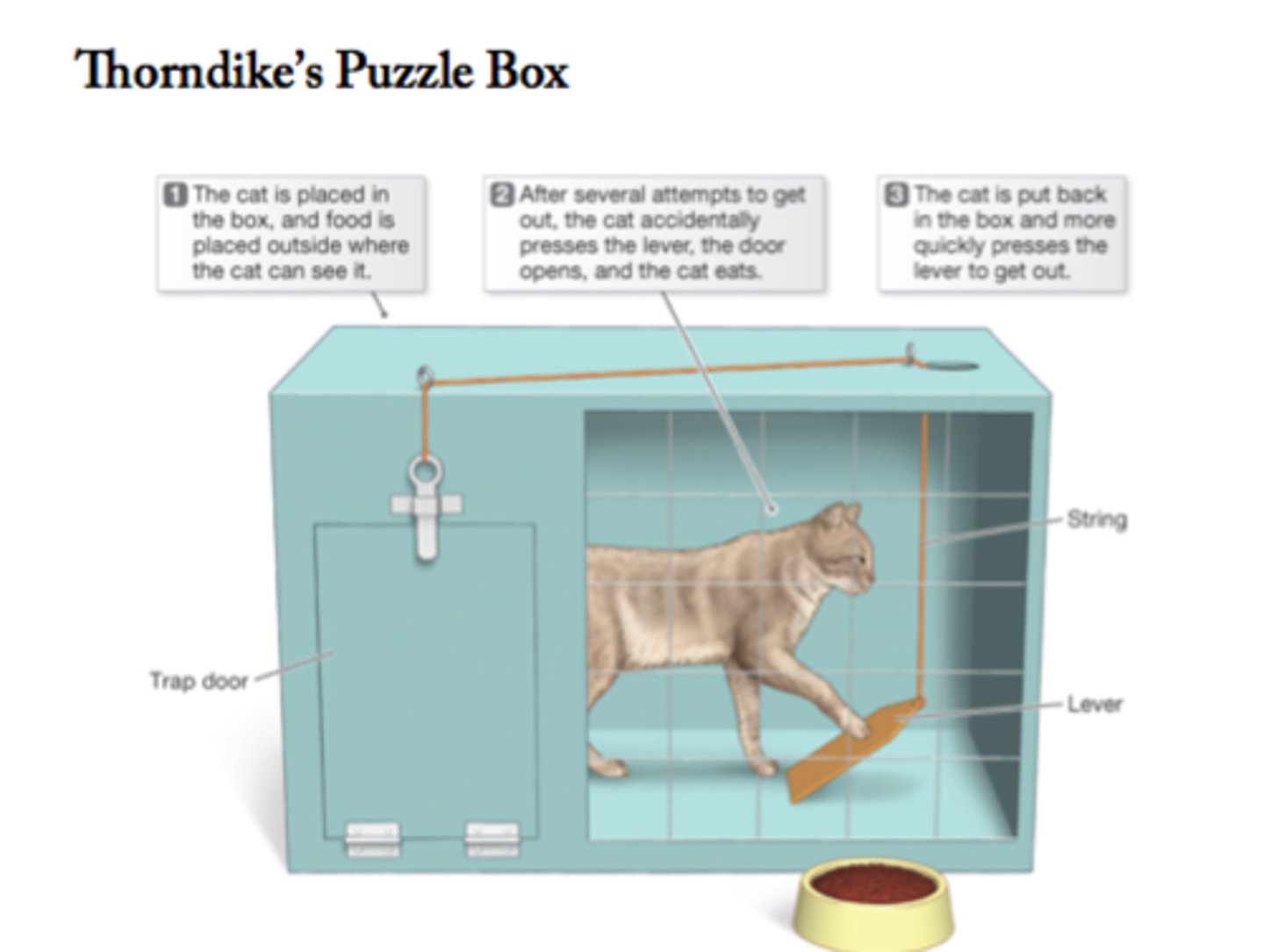 <p>Thorndike's principle that behaviors followed by favorable consequences become more likely, and that behaviors followed by unfavorable consequences become less likely</p>