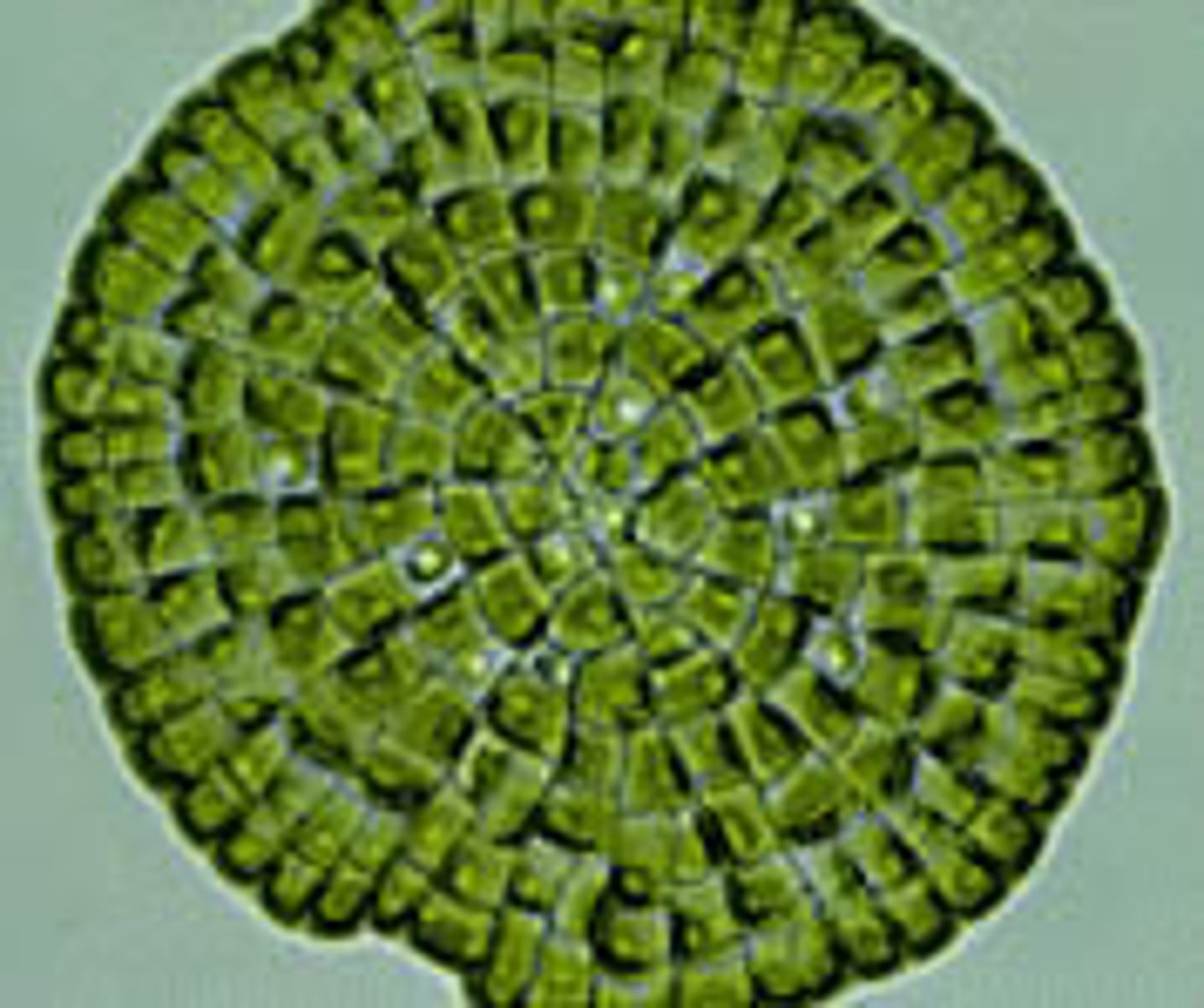<p>(Charophyceae)</p><p>disc shaped multicellular with plasmodesmata</p>