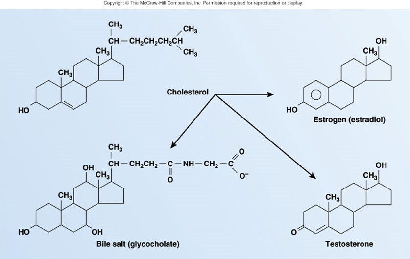 
1. bile salts
2. estrogen
3. testosterone

they all have 4 rings of carbon atoms