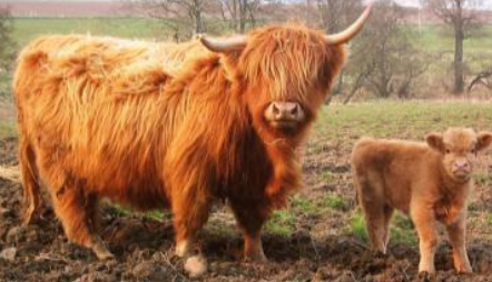 <p>Scottish Highland</p><p></p><p><strong>Origin</strong>: Scotland</p><p><strong>Color</strong>: RED is the most common, but black, yellow, dun (or brown), and silver are also possible.</p><p><strong>Horns</strong>: Horned</p><p><strong>Size</strong>: Large</p><p><strong>Traits</strong>: Hardy and Adaptable, Shaggy hair coat (calves look like teddy bears). A long forelock protects the eyes from insects</p>