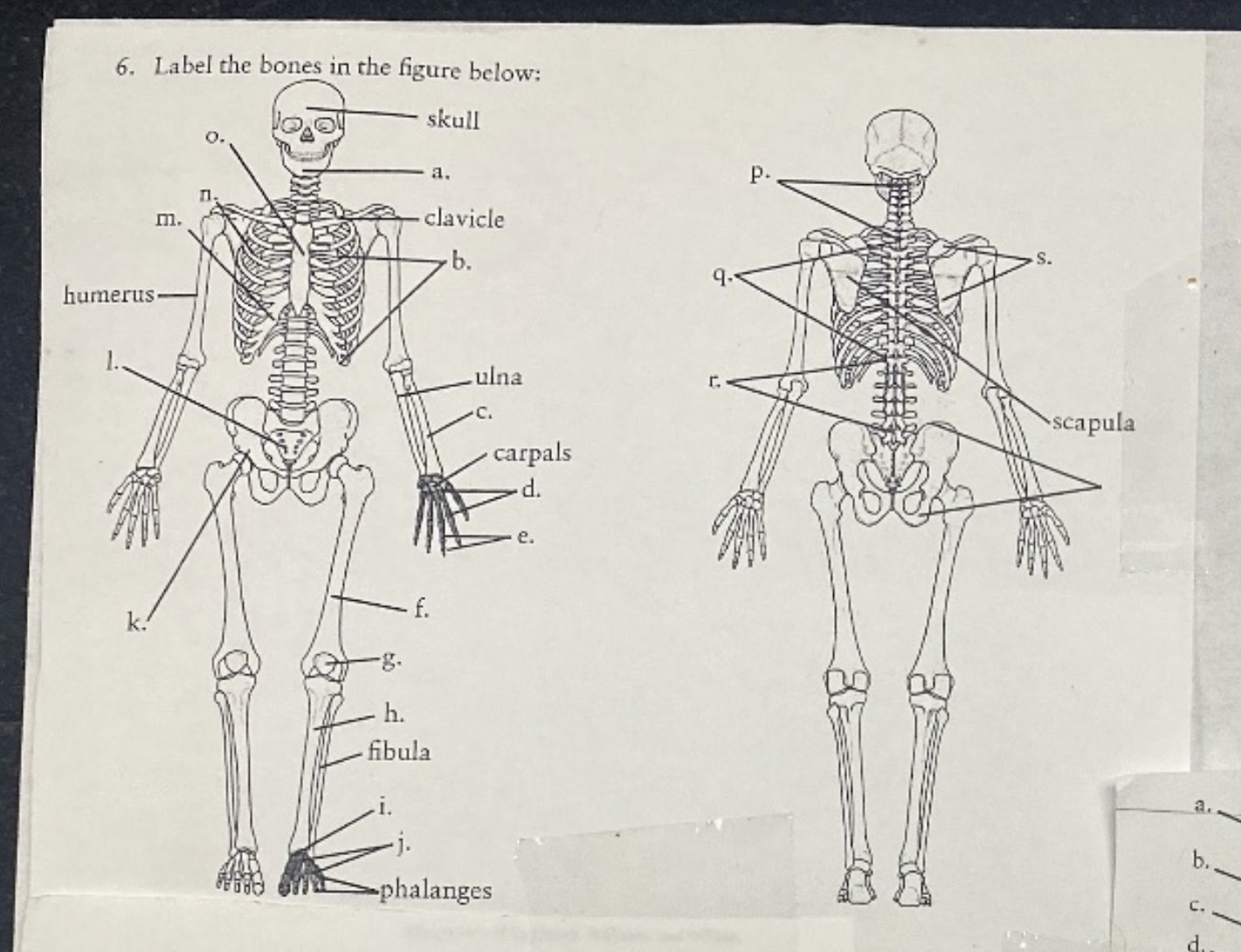 <p>Skeletal bones</p>