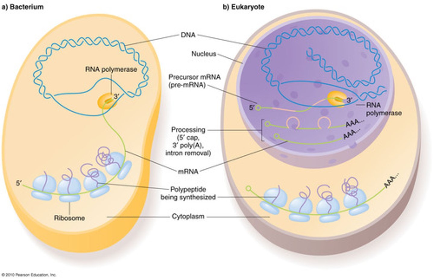<p>A Prokaryote ("before nuclues") doesn't have a nucleus while a Eukaryote does.</p>