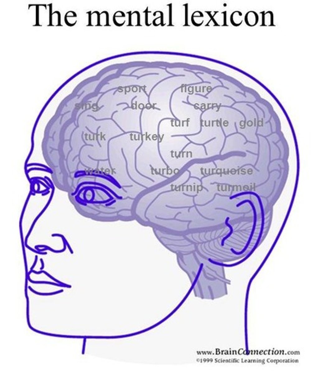 <p>The store of information about words in the brain, including semantic, syntactic, phonological, and orthographic information.</p>