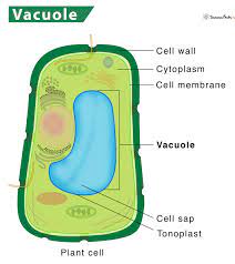 <p>Central Vacuole </p>