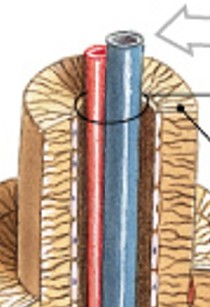 <p>What contains blood vessels in the compact bone?</p>