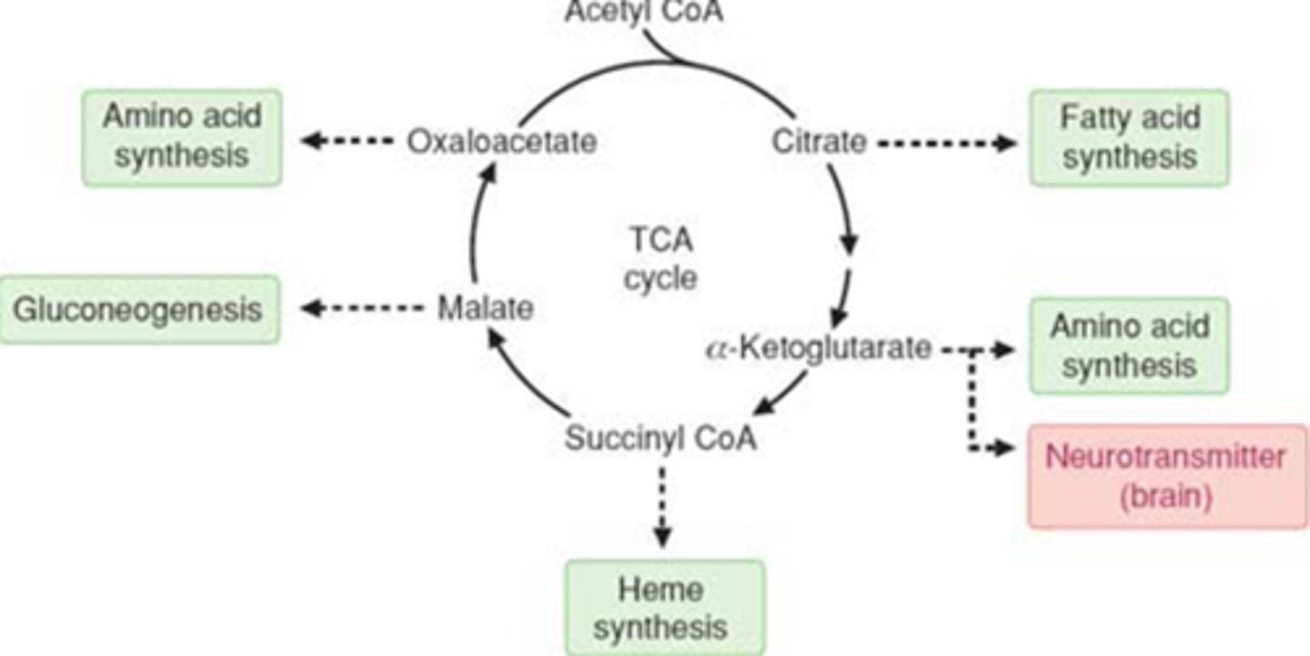 <p>-precursors for biosynthesis (catapleropic)<br>-citrate->FA synthesis<br>-aKG->AA synthesis, neurotransmitter (brain)<br>-Succ Coa->Heme synthesis, blood related TCA metab<br>-Malate->Gluconeogensis (GNG)<br>-OAA->AA synthesis</p>