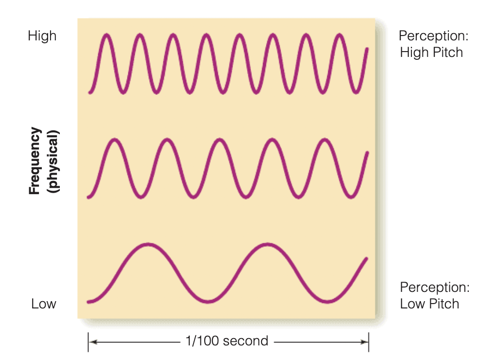 <p>Higher pitches </p><ul><li><p>Frequency is the number of cycles per second that the change in pressure repeats</p><ul><li><p><span>Measured in Hertz (Hz)</span></p></li></ul></li></ul>