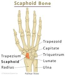 <p>Carpal bone between the pointer and middle fingers closest to the radius</p>