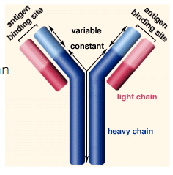 <ul><li><p>2 zware ketens en 2 lichte ketens</p></li><li><p>Diversiteit:</p></li></ul><p>1) Door DNA herschikking in de varibale segmenten van het antilichaam-gen tijdens de ontwikkeling van B-lymfocyte</p><ul><li><p>DNA sigmenten voor zware keten:</p><ul><li><p>variabel segment: V(200), D(>20) en J(6)</p></li><li><p>constant segment: C</p></li><li><p>combinatorische controle: >24.000 varianten</p></li></ul></li><li><p>gelijkaardig systeem voor lichte keten (eigen V, J en C segmenten, geen D)</p></li></ul><p>2) Verhoogd aantal mutaties in de variabele gedeelten bij de proliferatie van B-lymfocyten (we willen dus net wel mutaties omdat dit de variabiliteit vergroot)</p><ul><li><p>ecpressie van een activation-induced cytidine deaminase (AID) in geactiveerde B-lymfocyten</p></li><li><p>BER met fout-gevoelig (error-prone) DNA polymerase (wordt uitgevoerd met de bedoeling fouten toe te laten)</p></li></ul><p></p>