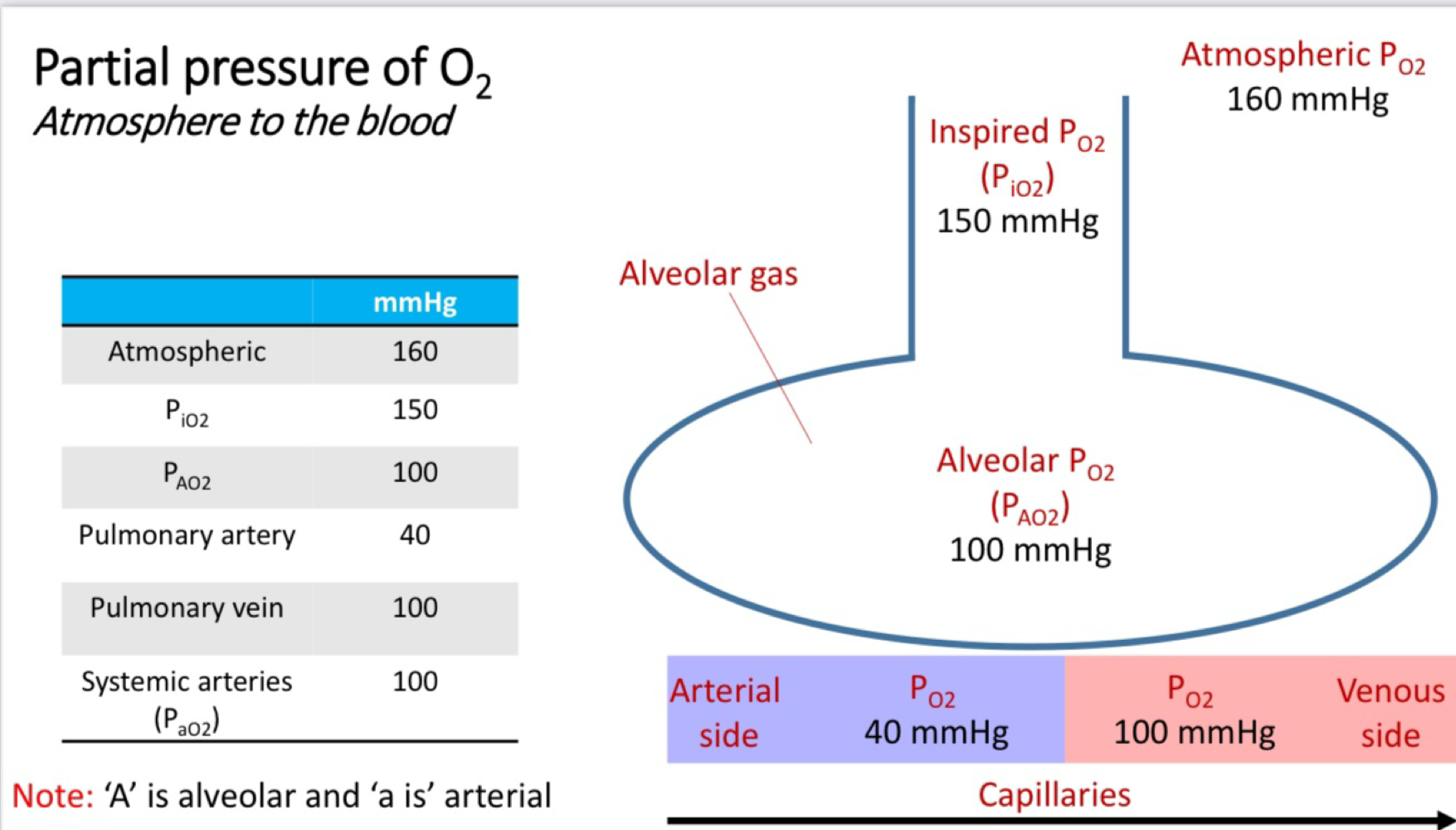 <ol><li><p>Air that enters the lung is humidified - water vapour exerts. Partial pressure </p><ul><li><p>Partial pressure of H2O at 37º is 47mmH </p></li><li><p>P<sub>iO2 </sub>= (barometric pressure - 47mmHg) x 0.21</p></li></ul></li></ol><p></p>