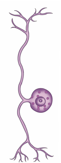 <p>what type of neuron is this and what does it do?</p><p>what is uniquely found in these neurons?</p><p>where are the cell bodies of this neuron located?</p>