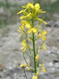 <p><em>Erysimum capitatum</em></p>