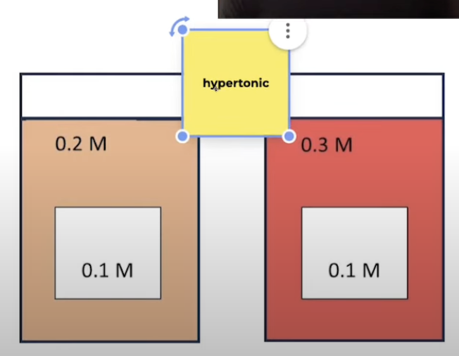 <p>Solution has <strong>higher</strong> <strong>solute</strong> <strong>conc</strong> than what it is being compared to</p><ul><li><p>Water moves out of cells</p></li></ul><p></p>