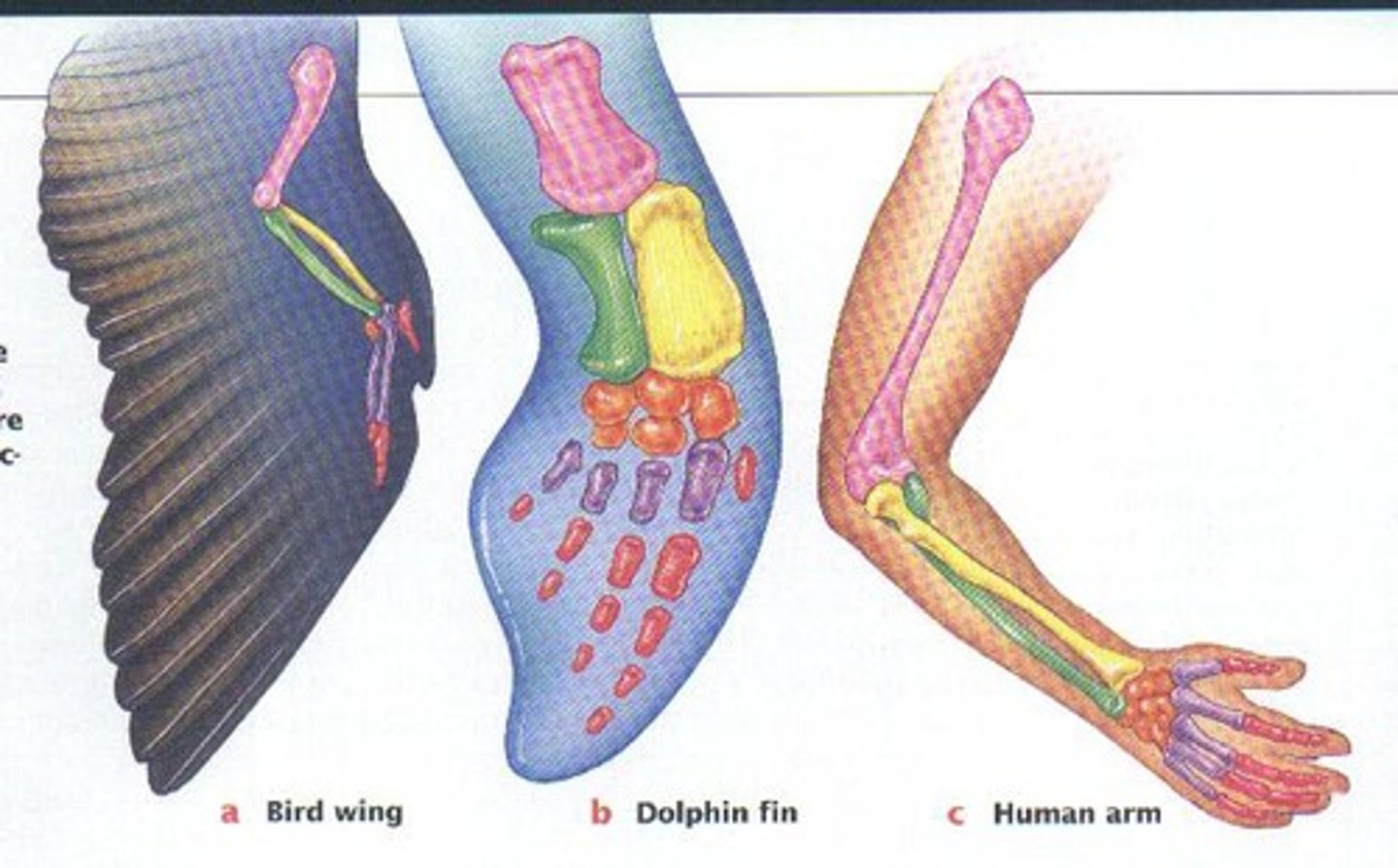 <p>Structures in different species that are similar because of common ancestry.</p>