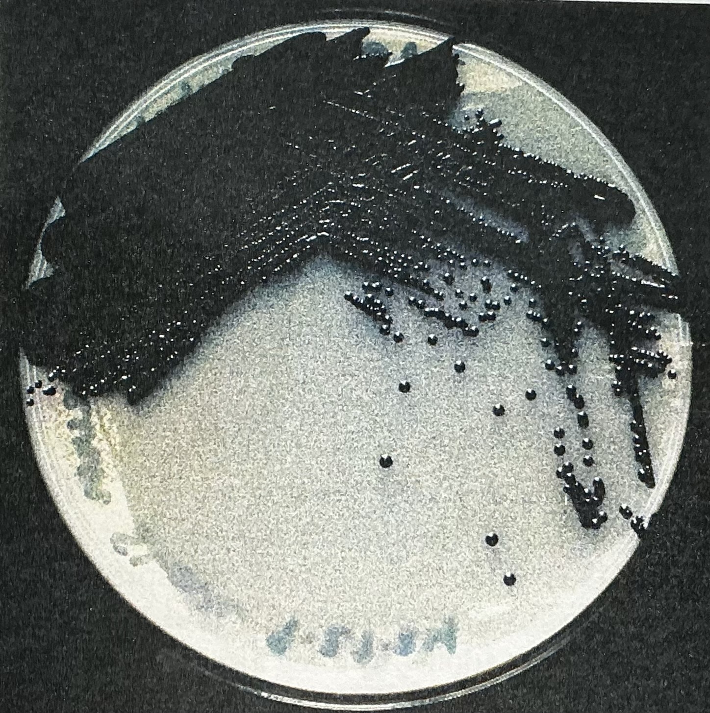 <p>Produced by Chromobacterium violaceum</p>