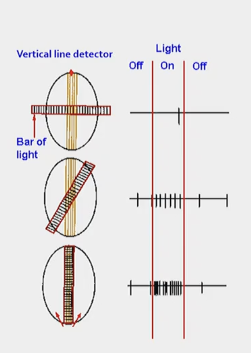 <p>Legend</p><ul><li><p>The oval is a feature detector neuron </p></li><li><p>Inside the oval there is a vertical line detector (used to detect for a vertical line)</p></li><li><p>The bar of light is the stimulus </p></li><li><p>On the right is a representation of action potentials </p></li></ul><p></p><ol><li><p>As you can see, when the bar of light is perpendicular to the vertical line detector in the feature detector neuron, there is nothing showing up on the action potential </p></li><li><p>As the bar of light moves though, the cell starts to respond more and things start to pop up on the action potential </p></li><li><p>Once the bar of light is a vertical bar of light, the cell responds maximally (because the vertical line detector in the feature detecting neuron detected a vertical line)</p></li></ol><p></p>