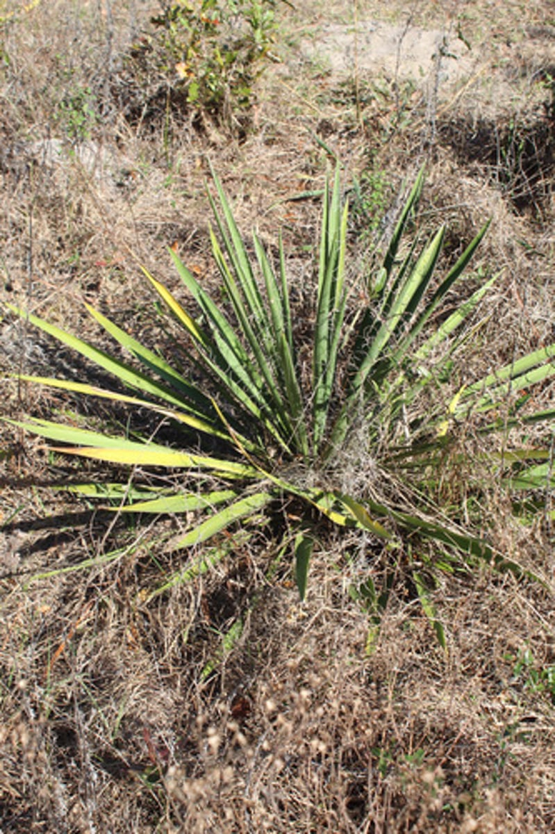 <p>What is the name of the plant pictured here?</p>