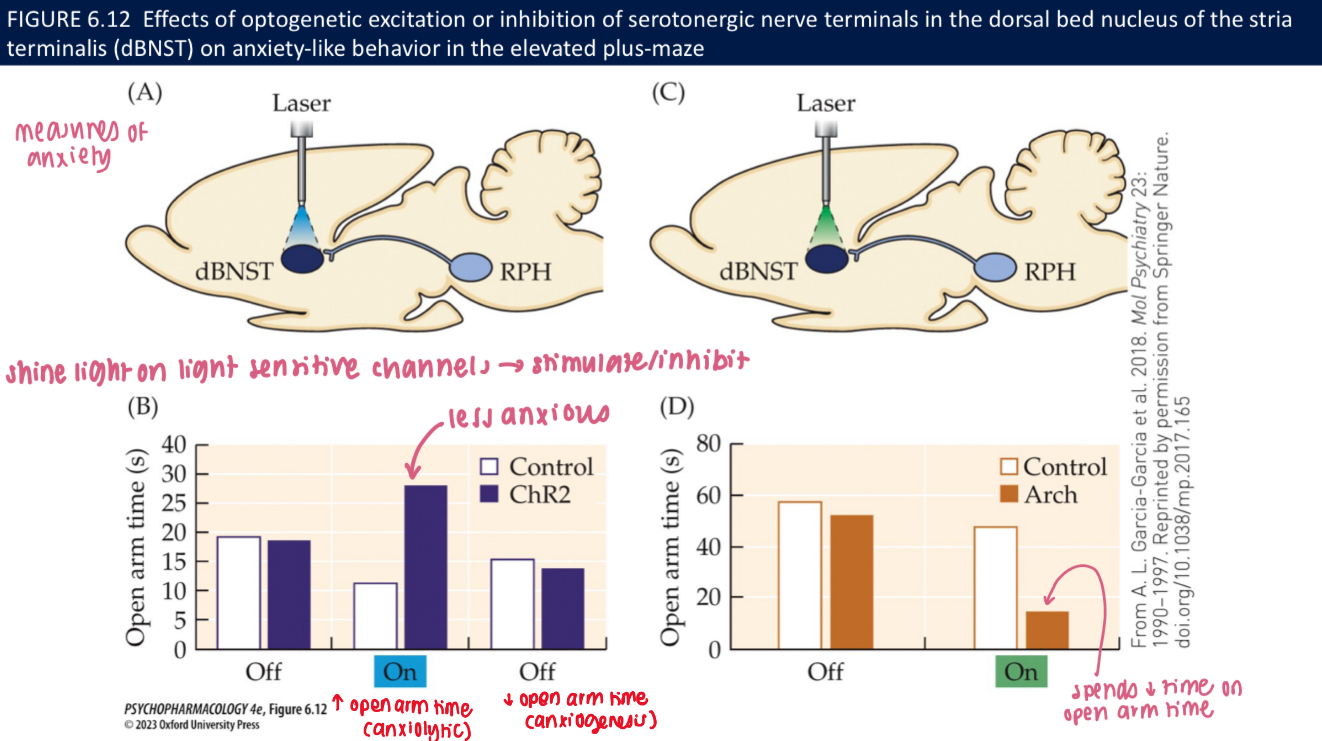 <ul><li><p><strong>Autoreceptors (raphe soma/dendrites):</strong> ↓ firing → ↓ global 5-HT</p></li><li><p><strong>Postsynaptic (hippocampus/mPFC/amygdala):</strong> activation <strong>reduces anxiety</strong><br><span data-name="brain" data-type="emoji">🧠</span> <em>Takeaway:</em> <strong>Autoreceptor = brake; postsynaptic = anxiolysis.</strong></p></li></ul><p></p>