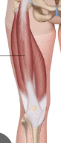 <p>The rectus femoris is one of the four quadriceps muscles located in the front of the thigh.</p>