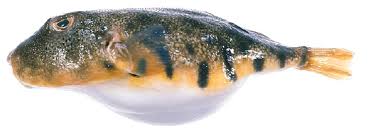<p>olive green/brown yellow color dorsally and white underbelly</p><p>6-8 irregular black bars or blotches</p><p>many black spots pepper upper body </p><p>sark blotch under pectoral</p>