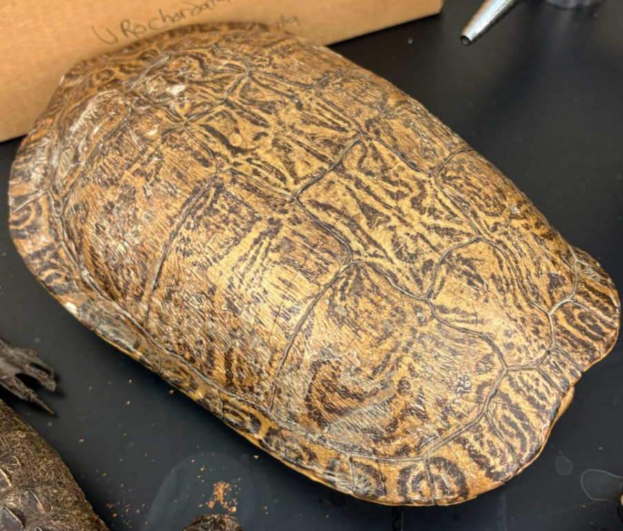 <p>What is this side </p>