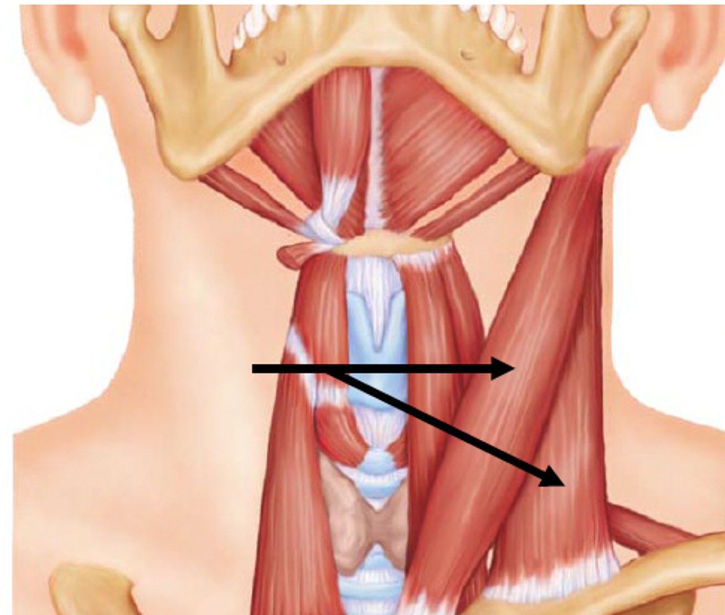 <p>Origin:</p><p>manubrium; sternal end of clavicle</p><p>Insertion:</p><p>Mastoid process of temporal bone</p><p>action:</p><p>- unilateral: laterally flexes head to same side; rotates head opposite side</p><p>- bilateral: flexes neck; protracts head; aids in inhalation</p>