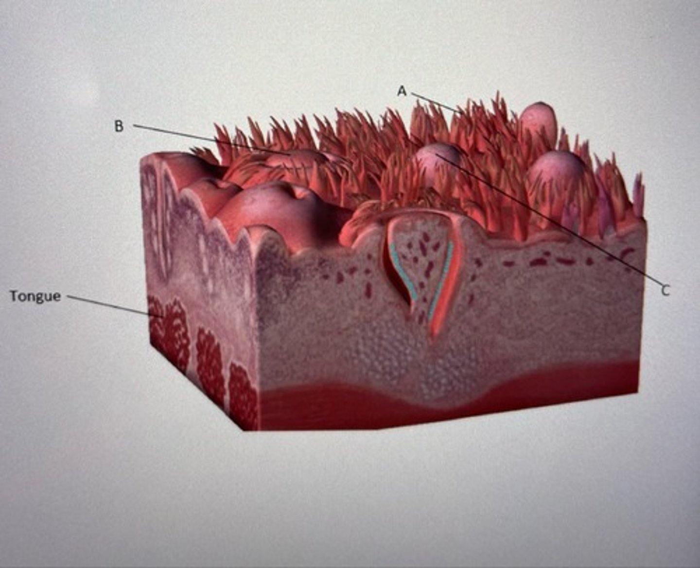 <p>A: filiform papillae</p><p>B: circumvallate papillae</p><p>C: Fungiform papillae</p><p>Describe C: All three are raised bumps on the tongue that work together to grip and move food. Fungiform papillae contains taste buds.</p>