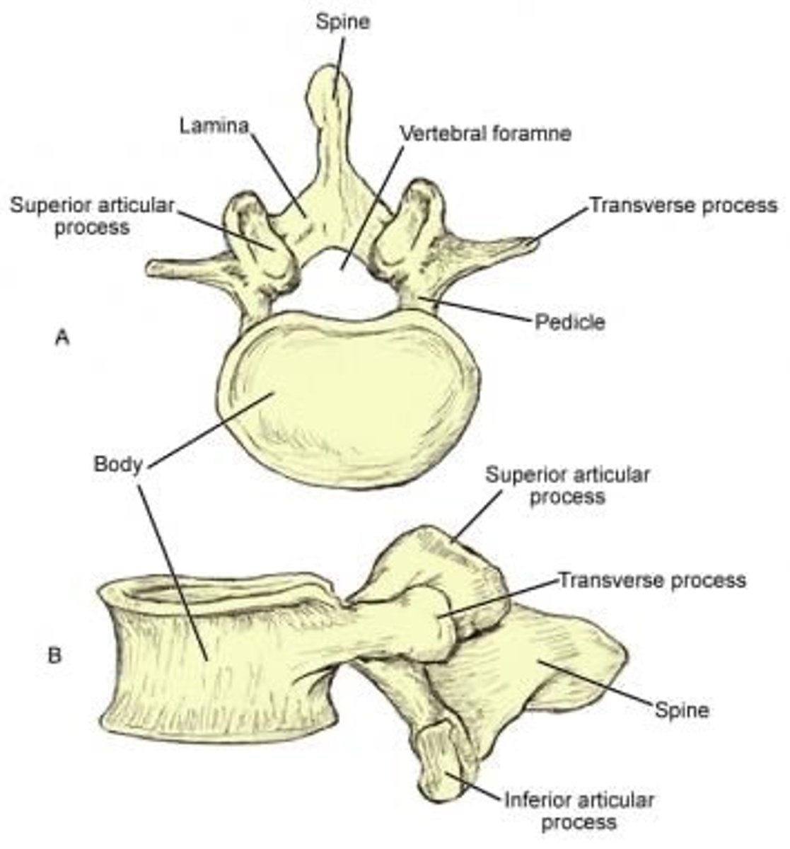 <p>body, spinous process, transverse process, vertebral foramen</p>