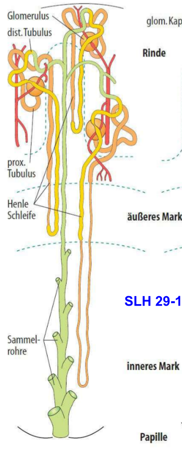 <p><strong>Oberflächlich</strong>: 80 bis 85%.</p><ul><li><p>Nierenkörperchen sehr weit oben in der Rinde.</p></li><li><p>Kurze Schlingen, die sehr flach in die Medulla eindringen</p></li><li><p>vaskularisiert durch Kapillaren, die von den efferenten Arteriolen abzweigen</p></li></ul><p></p><p><strong>Juxtamedullär</strong>: 15-20%.</p><ul><li><p>Nierenkörperchen tiefer in der Rinde</p></li><li><p>Lange Schlingen</p></li><li><p>vaskularisiert durch Kapillaren, die sich von den efferenten Arteriolen ableiten</p></li><li><p>Je länger die Schlinge, desto höheres Konzentrationsvermögen hat das Nephron</p></li></ul>