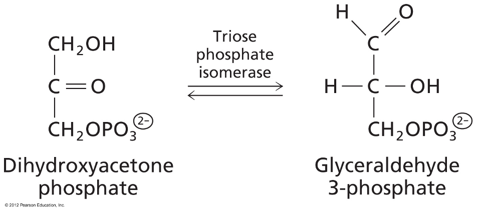 <p>Dihydroxyacetone phosphate converted to Glyceraldehyde 3-phosphate</p><p>Enzyme: Triose Phosphate Isomerase: An Isomerase</p>