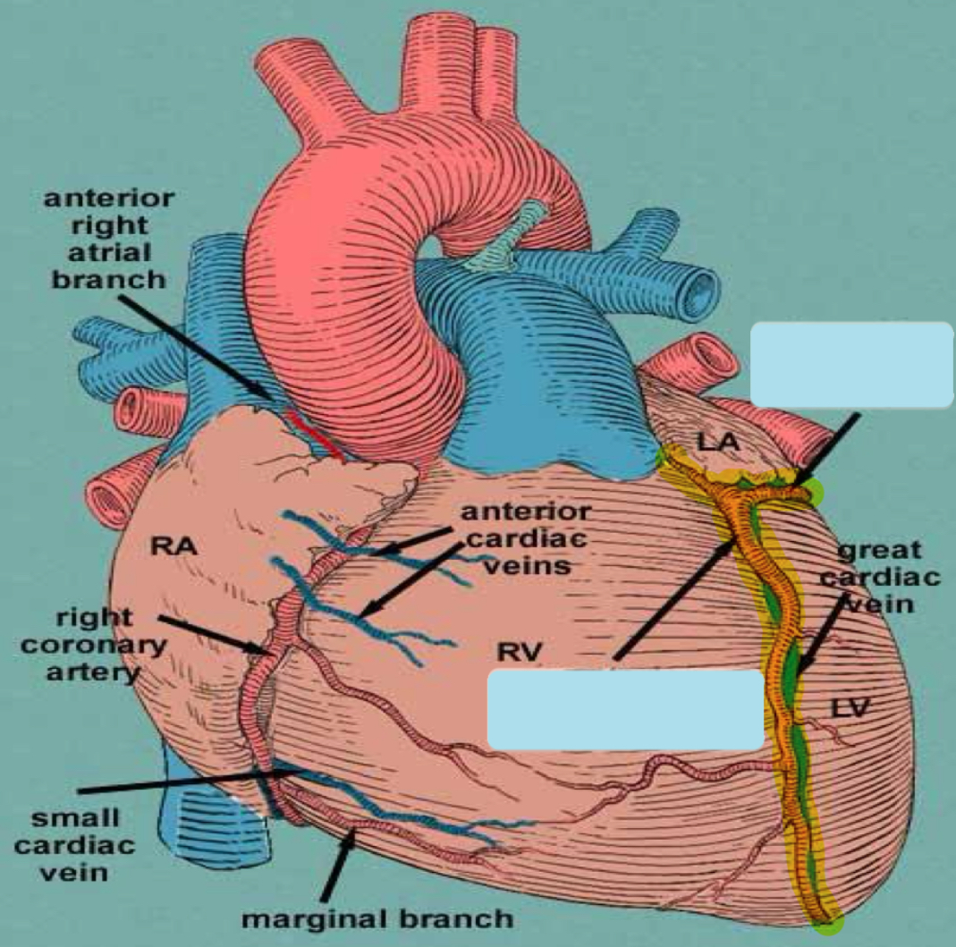 <p>What is the name of this artery and what does it divide into </p>