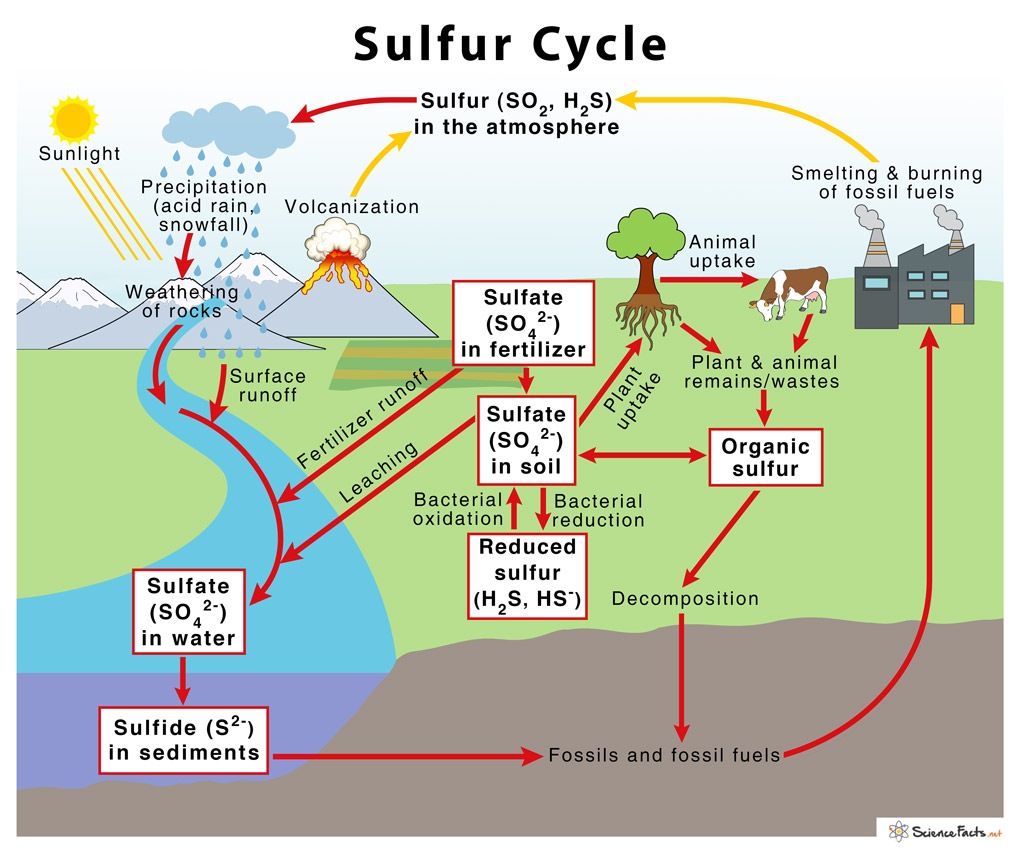 <ul><li><p>main source: rocks and soil</p></li><li><p>enters through decomposition, which puts sulfur into the soil, which eventually will become rocks. exits when these rocks break down, reenter the soil, helping to grow plants, which animals eat</p></li></ul><p></p>