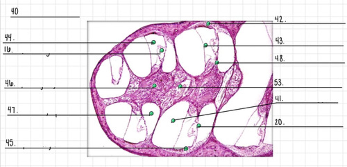 <p>41</p>