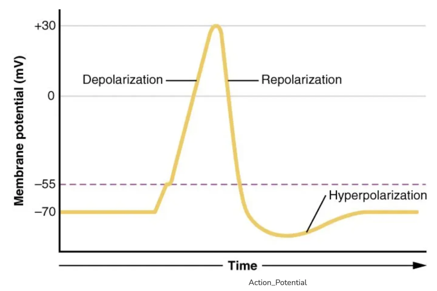 <ul><li><p>Increase in membrane potential, making the inside of the cell more negative than the resting potential.</p></li><li><p>Occurs when K+ ions move out or Cl- ions move into the cell.</p></li><li><p>Moves the membrane potential further from the action potential threshold.</p></li><li><p>Reduces the likelihood of the neuron firing an action potential.</p></li></ul><p></p>