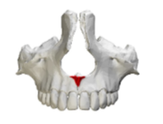 <p>Which maxilla marking is this? (1)</p>