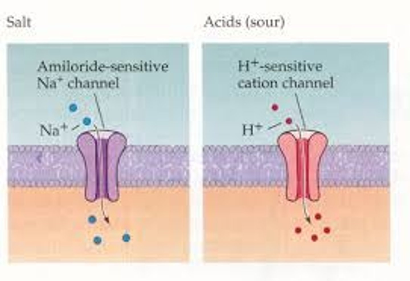 <p>(A) Salty, Sour</p><p>Salty and Sour taste cells rely on Ion Channels.</p>