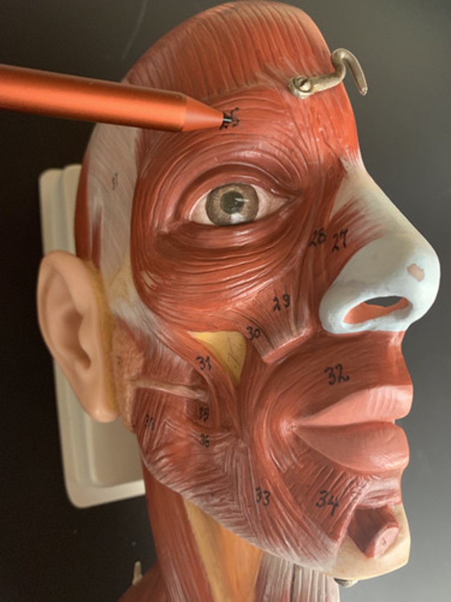 <p>Origin: Medial margin of orbit</p><p>Insertion: Skin around eyelids</p><p>Action: Closes eye</p><p>Inn: Facial nerve (CN VII)</p>