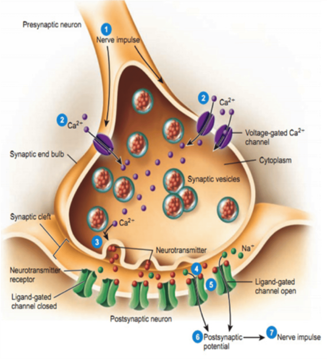 <p>Be able to identify 1) calcium 2) ACh receptors 3) synapyic vessicles in an image like this</p>