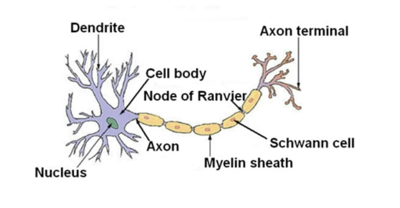 The typical structure of a neuron.
