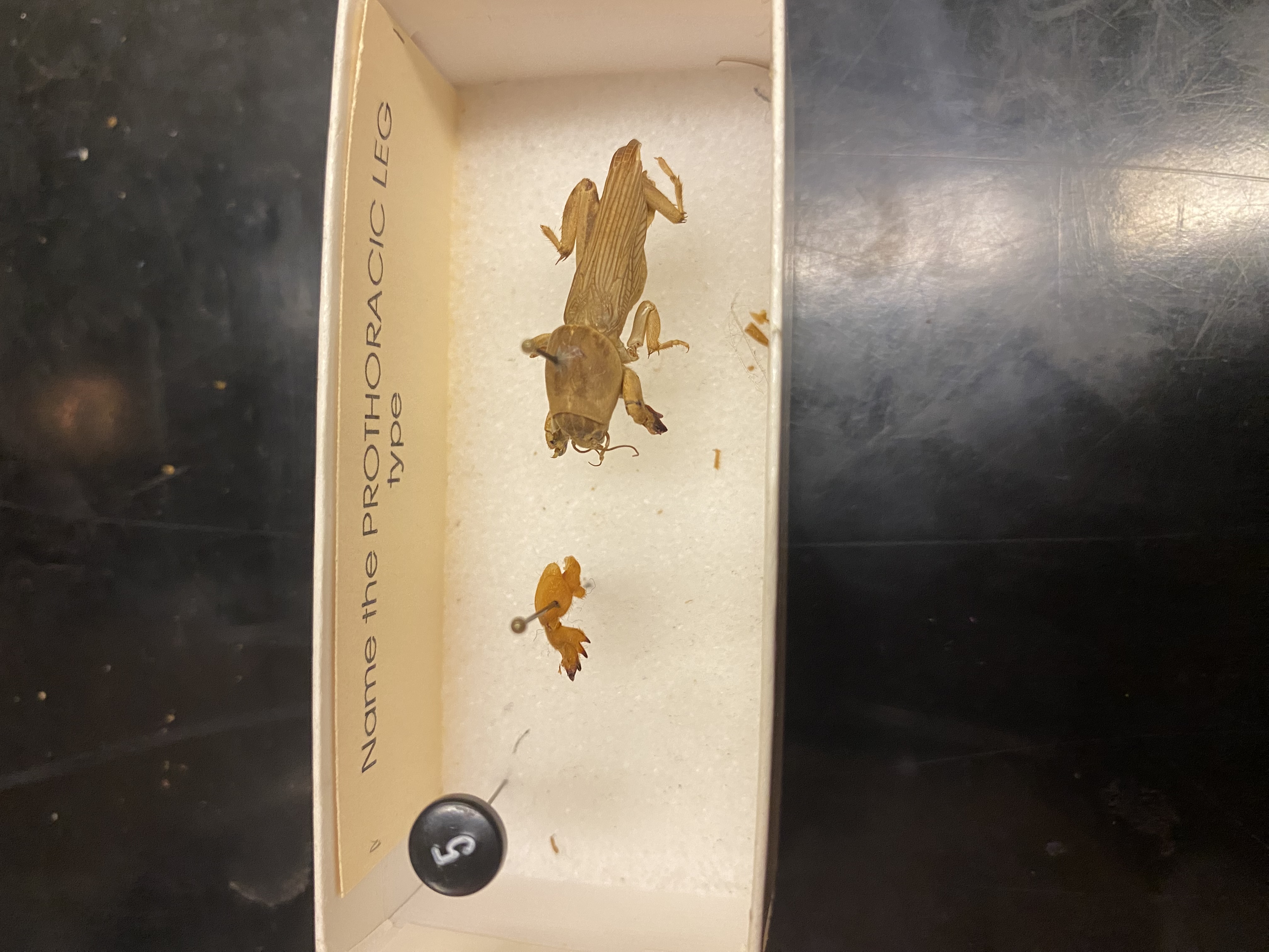 <p>Fossorial</p>